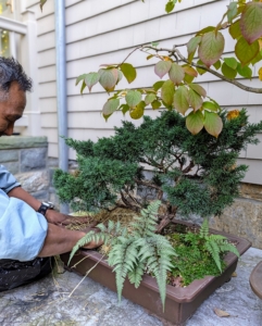 Pete places a generous two to three inches of hay on the soil of the pot. Roots in pots can freeze faster than in-ground trees because the vessel conducts cold from all sides.
