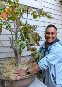 Here's Pete doing the same thing with my Stewartia bonsai tree. A bonsai tree is a full-sized tree species grown in a small container and carefully shaped to create the appearance of a mature tree in miniature. This Stewartia has done so excellently over the years.