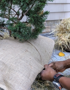Pete closes the burlap neatly in place, so it is snug all the way around the tree and container.