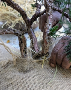 Pete also sews around the trunk, so the base of the juniper is completely protected.