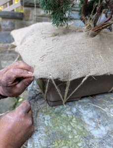 To secure the sides of the burlap, Pete anchors the twine under the feet of the planter.