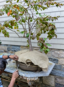 The burlap covers the hay on top of the pot completely and then gets tucked under and sewn tight.