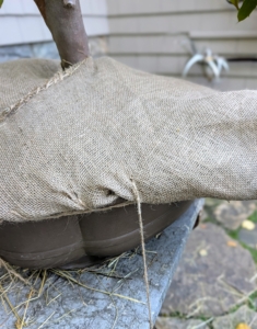 Here is a closer look at the first stitches made at the edge of the pot. Using burlap still allows some water to penetrate the root ball while providing good aeration and circulation for the roots.