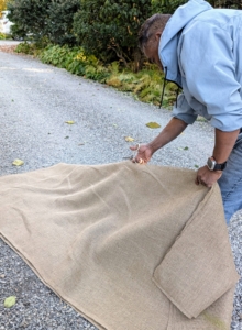 When possible, my crew reuses burlap from seasons past; however, it is also available in giant rolls of 40-inches or 60-inches wide. Pete cuts the burlap fabric to fit – one piece that can completely wrap around the urn. He doubles up the fabric to accommodate two.