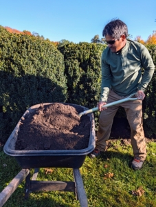 Pasang fills wheelbarrows and then hand shovels a two to three inch thick layer under each shrub.