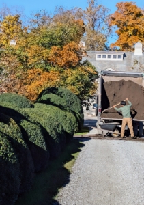 Nearby, my long Boxwood Allée is given a fresh layer of compost made right here at the farm.
