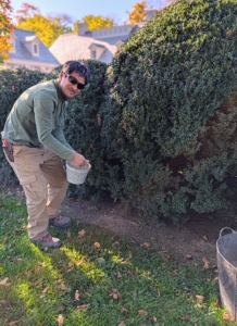 All the boxwood is also fed a generous amount of plant food for the season.
