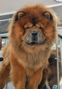 Han is first. Because Jonathan already knows all my dogs, Han is comfortable being with him. When taking a pet to a new groomer, always give them time to acclimate so the first grooming visit is calm and safe.