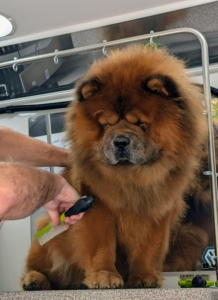 Jonathan starts by brushing Han's coat thoroughly to get out any dirt or matts.