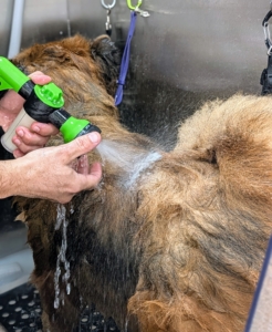 Once Han feels the lukewarm water, Han is even more relaxed. He stays very still for the entire grooming session.