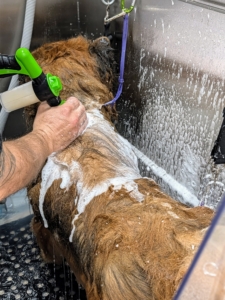Jonathan uses all-natural, hypoallergenic, unscented pet shampoos and conditioners that are gentle enough for regular bathing. When bathing a dog, it’s essential to use products made especially for dogs because of the differences in pH balance.