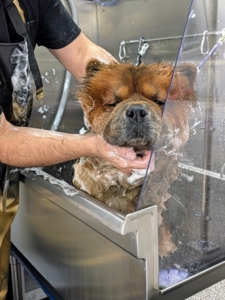 Jonathan gently scrubs from head to toe, avoiding sensitive areas such as the ears and eyes.