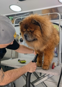 Chow Chows have dense double coats — a coarse, water‑resistant outer layer over a soft, wool‑like undercoat that traps moisture close to the skin, so it is crucial Han be dried completely.
