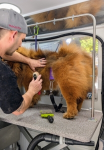 He also brushes Han thoroughly, so his coat looks neat and tidy.