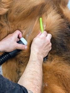 A proper pet dryer has several specialized nozzles that help control airflow direction, intensity, and how it interacts with the coat. Here, Jonathan combs Han as he dries.