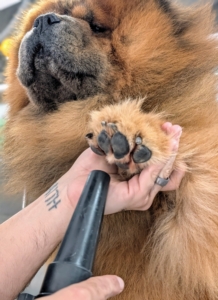 And never forget the paws. Drying a dog’s paws completely after a bath is critical for preventing infections, protecting paw health, and maintaining the dog's comfort.
