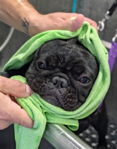 Bathing puppies is also important in training them to behave while being handled. Here, Half Moon is being towel dried after her bath.