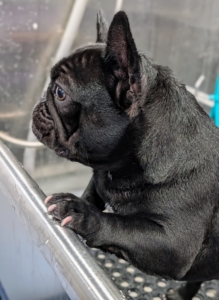 My puppy, Half Moon, also gets a turn for a quick bath.