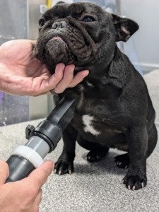 And then blown dry. French Bulldogs have short but dense hair that can trap water close to the skin and leave it damp. Jonathan makes sure to dry target areas such as Half Moon's neck, under the chest, armpits, and tail pocket. Half Moon enjoys her spa treatment.