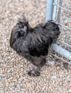 Because my chickens are raised around humans, they are very accustomed to all the activity and curious to investigate everything they see.