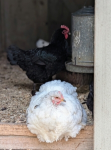This hen watches from her coop doorway.