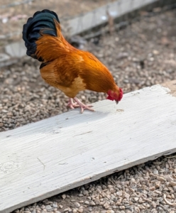 They use their beaks, which are rich in sensory receptors, to explore and peck at unfamiliar objects, bugs, and to navigate around obstacles.