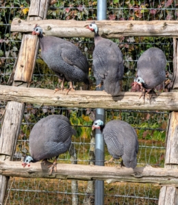 Here is a group of Guinea fowl - naturally active, independent foragers with strong curiosity, but they startle easily and keep their distance.
