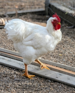 Another hen comes to check out what's happening.