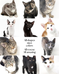 These cats are currently in loving foster homes waiting for adoption. If you're thinking about getting a cat to share your home, go to https://rnrpets.org and get pre-approved.