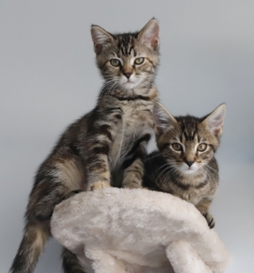 Kittens are full of energy and will need to climb, chew, and play. When adopting, be sure the home is prepared with a few cat supplies, such as cat trees, beds, and toys for mental stimulation.