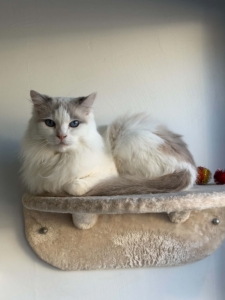 Adult cats are also available. Juli personally matches all the kittens and cats with their new families. She makes it a priority to learn each cat's personality and temperament before placement.