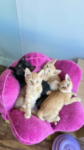 These kittens are well socialized and are being used as therapy cats until they are adopted.